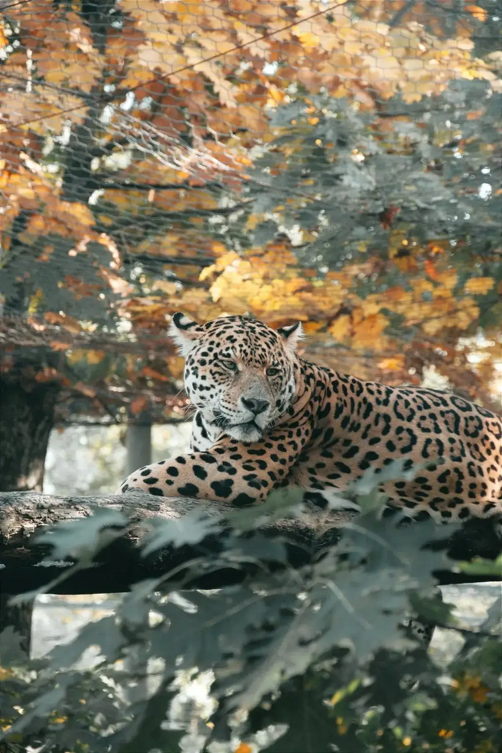 Tiger Safari